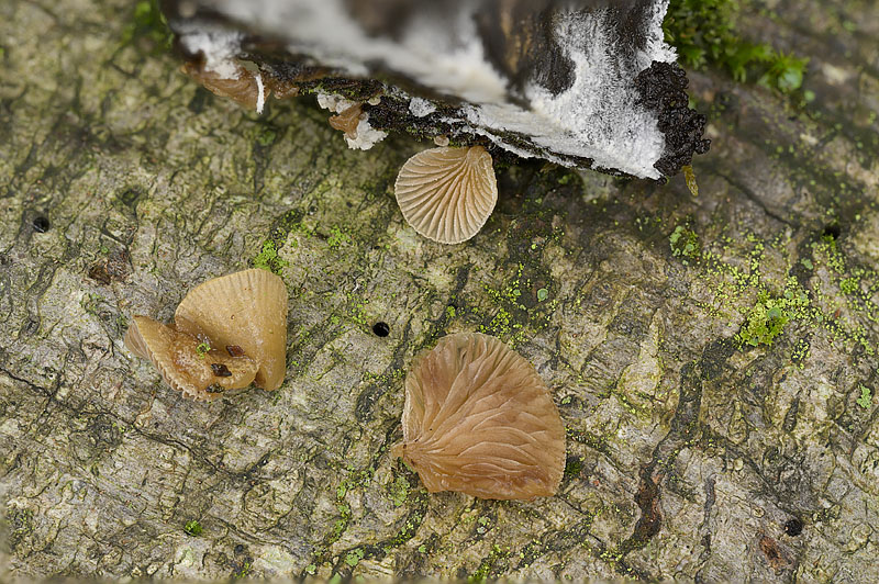 Simocybe haustellaris